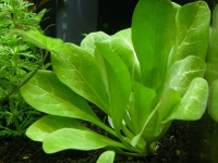 samolus parviflorus